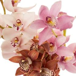Mini Cymbidium mix Muttertag 50cm 10+Blüte