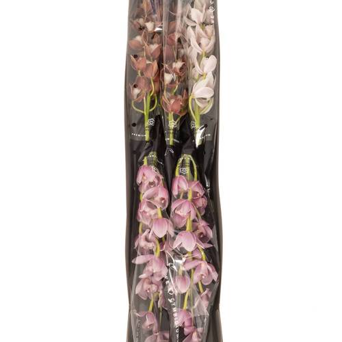 Mini Cymbidium mix Muttertag 50cm 10+Blüte