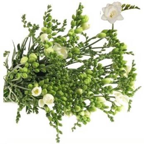 Freesie weiss gefüllt Romantic 28 Gramm