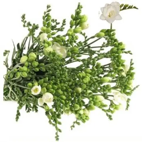 Freesie weiss gefüllt Romantic 28 Gramm