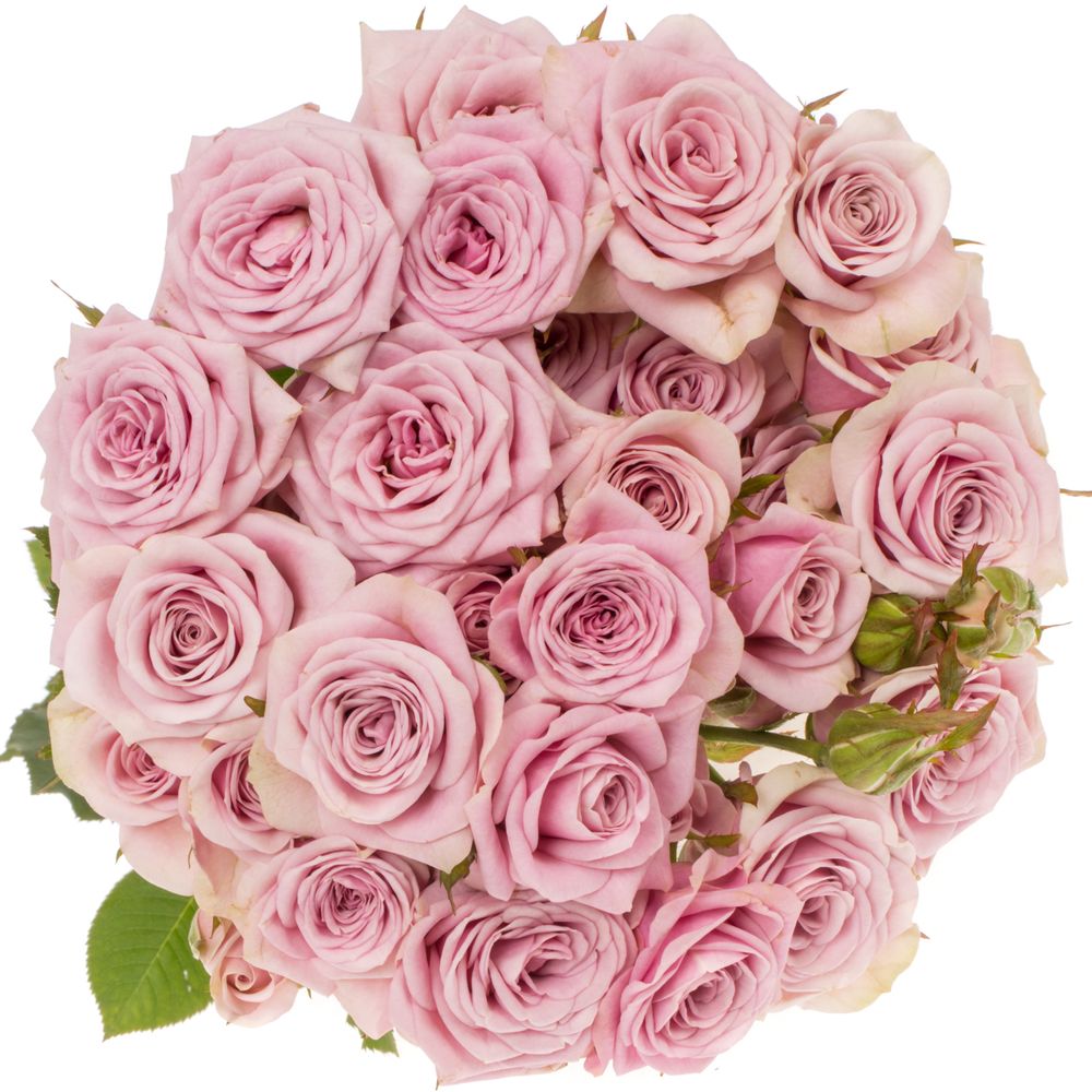 Rose verzweigt rosa Leila 8+Blüte 80cm