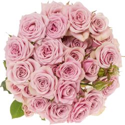 Rose verzweigt rosa Leila 8+Blüte 80cm