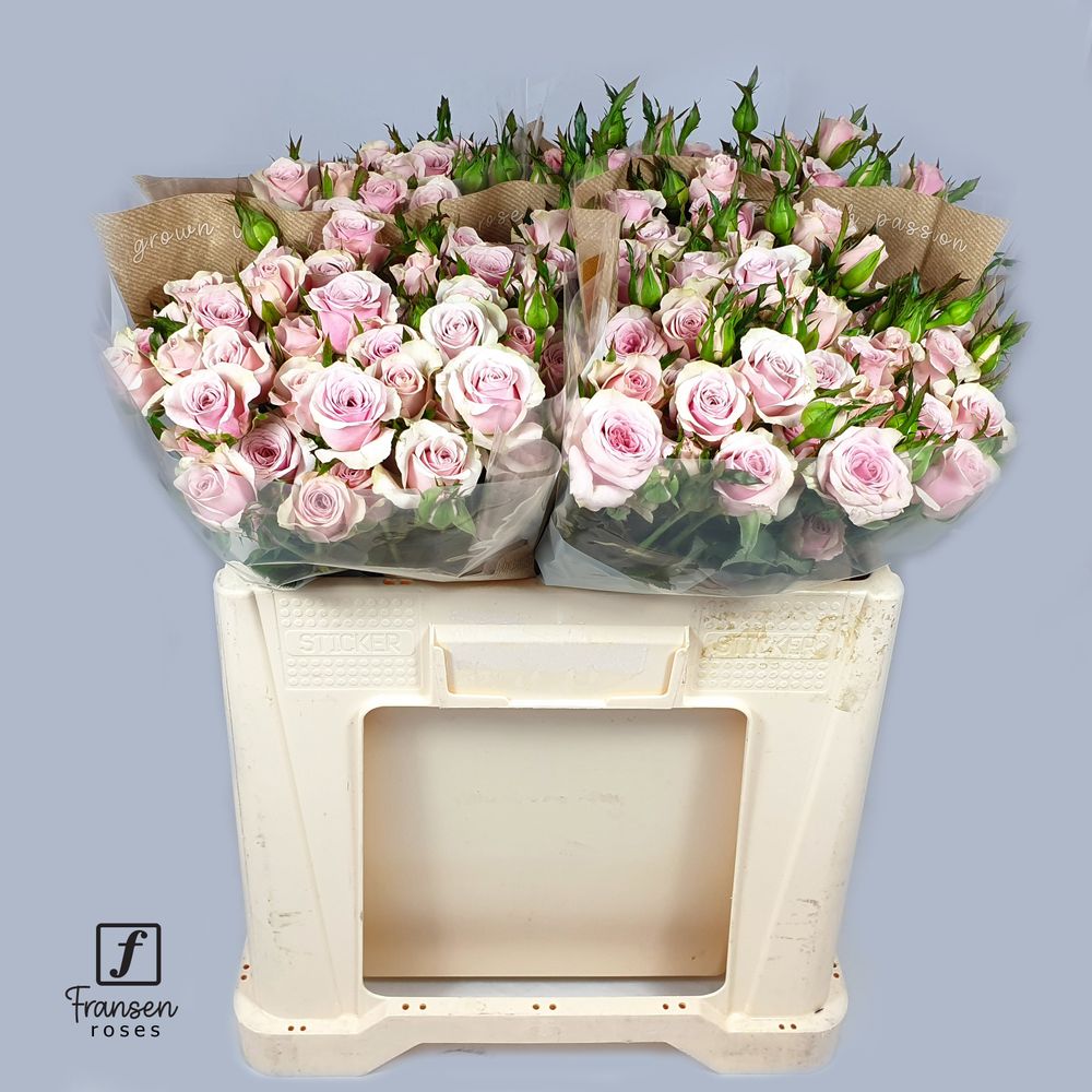 Rose verzweigt rosa Leila 8+Blüte 80cm