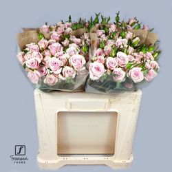 Rose verzweigt rosa Leila 8+Blüte 80cm