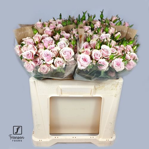 Rose verzweigt rosa Leila 8+Blüte 80cm