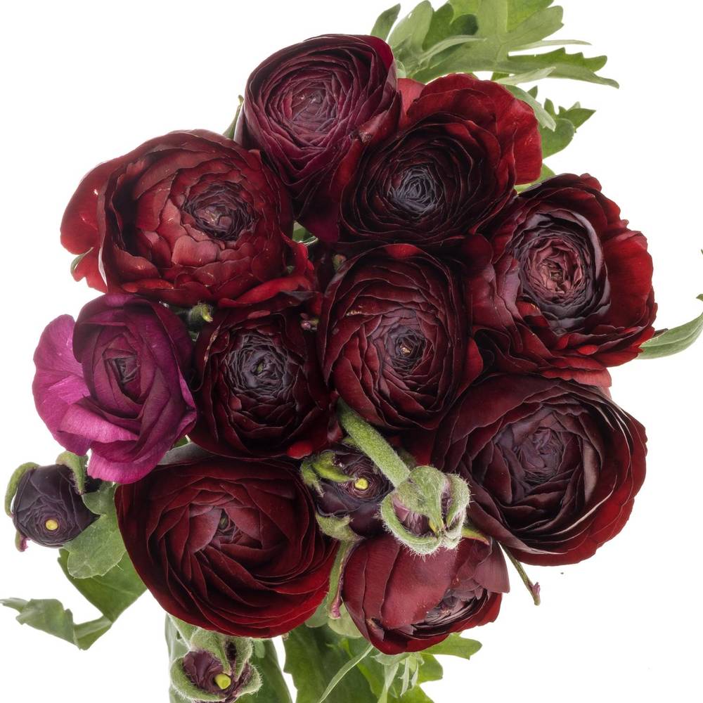 Ranunkel dunkel rot Aazur Bordeaux x 20 50 Gramm 42cm