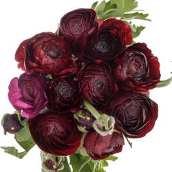 Ranunkel dunkel rot Aazur Bordeaux x 20 50 Gramm 42cm