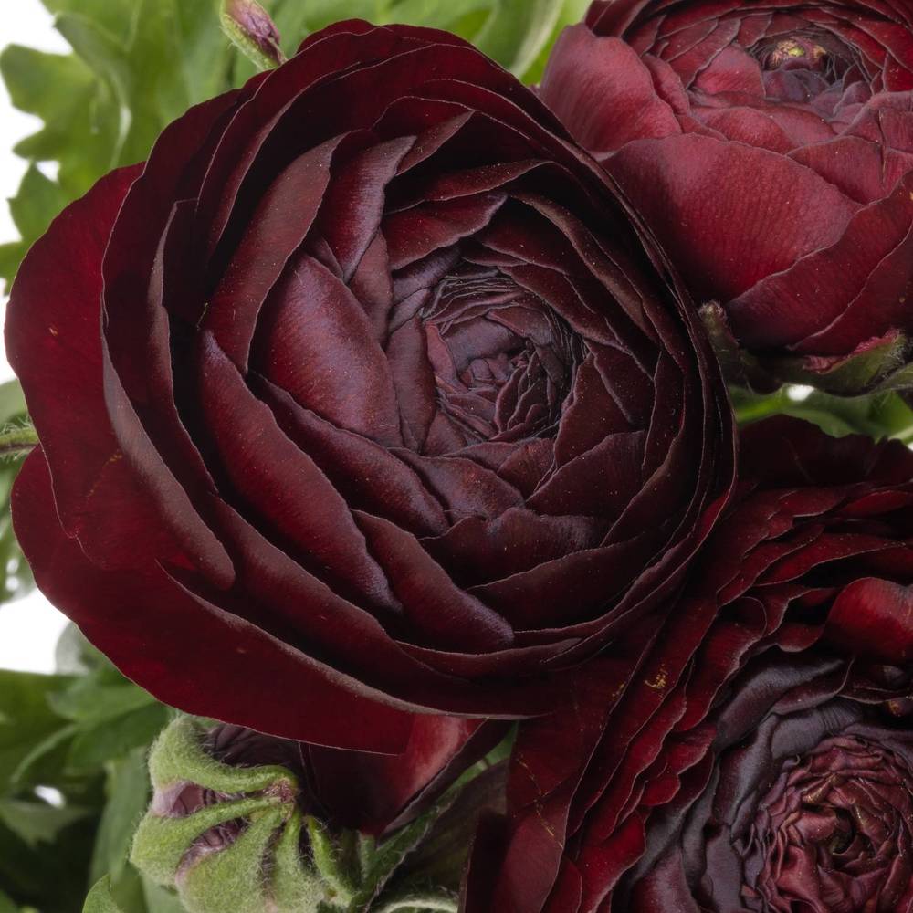 Ranunkel dunkel rot Aazur Bordeaux x 20 50 Gramm 42cm