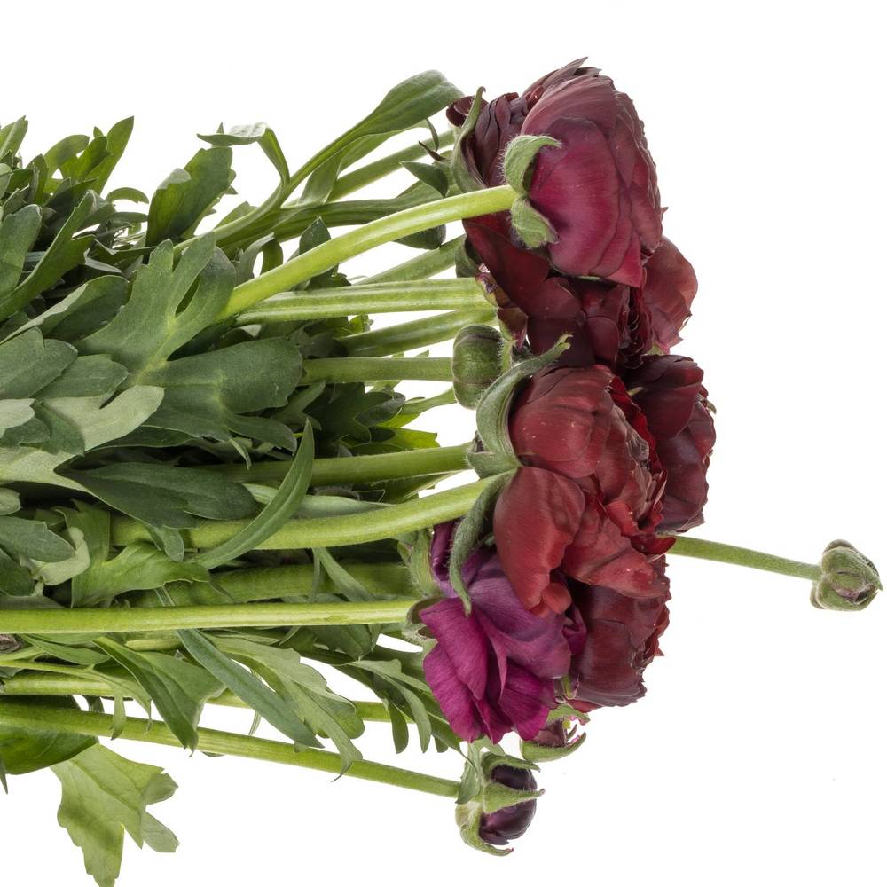 Ranunkel dunkel rot Aazur Bordeaux x 20 50 Gramm 42cm