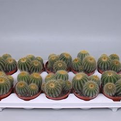 Kaktus Warasii T10 H15