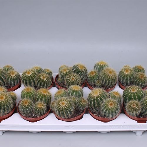 Kaktus Warasii T10 H15