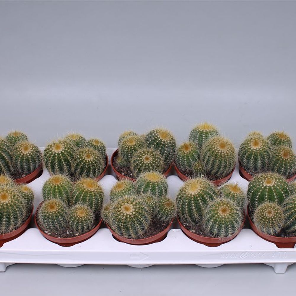 Kaktus Warasii T10 H15