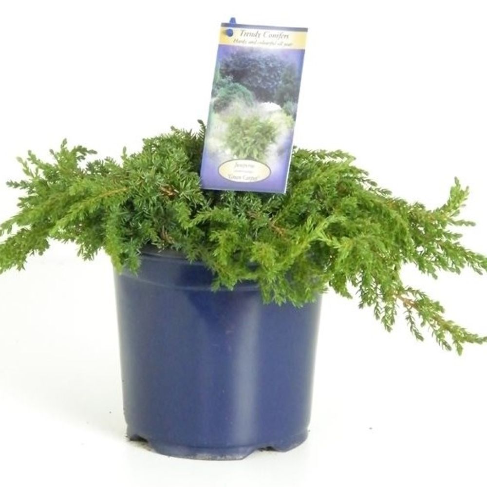 Juniperus Communis Green Carpet T17 H030