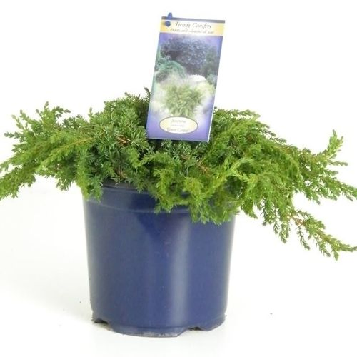 Juniperus Communis Green Carpet T17 H030