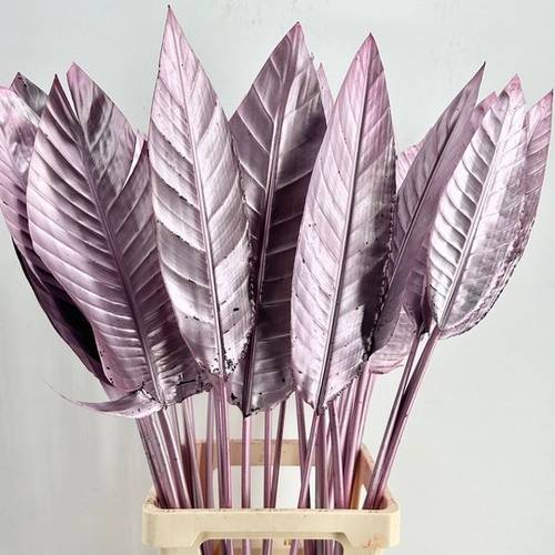 Strelitzia Blatt hell rosa gefärbt 95cm