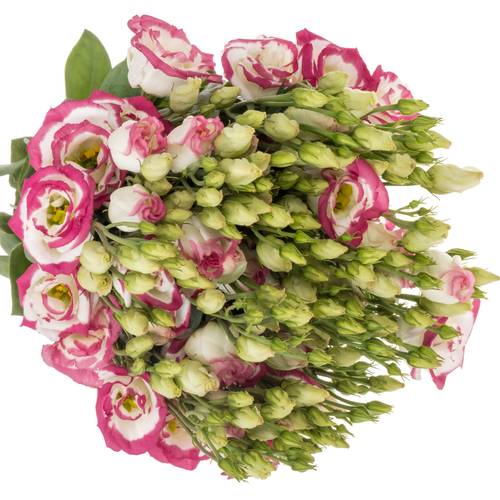 Lisianthus weiss/rosa Picotee Waalzicht