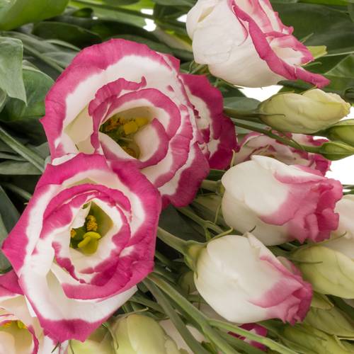 Lisianthus weiss/rosa Picotee Waalzicht