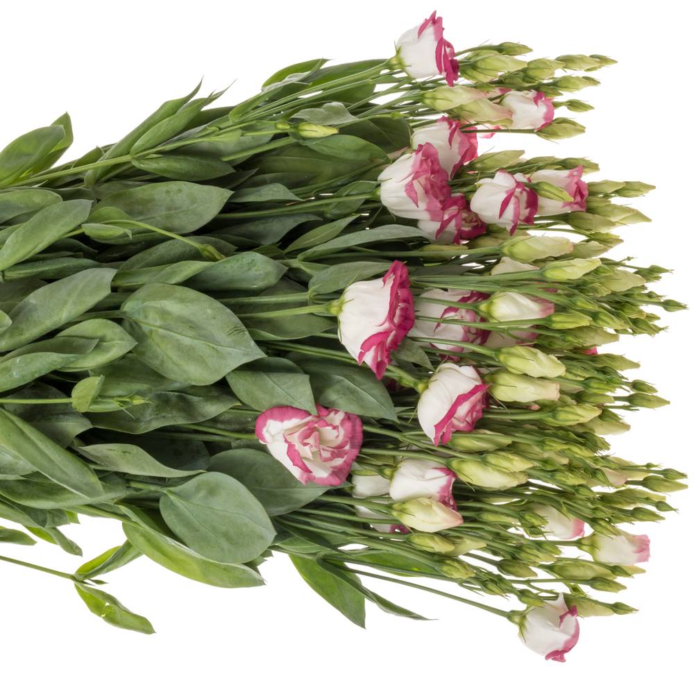 Lisianthus weiss/rosa Picotee Waalzicht