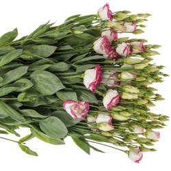 Lisianthus weiss/rosa Picotee Waalzicht