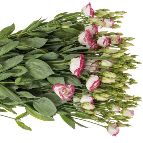 Lisianthus weiss/rosa Picotee Waalzicht