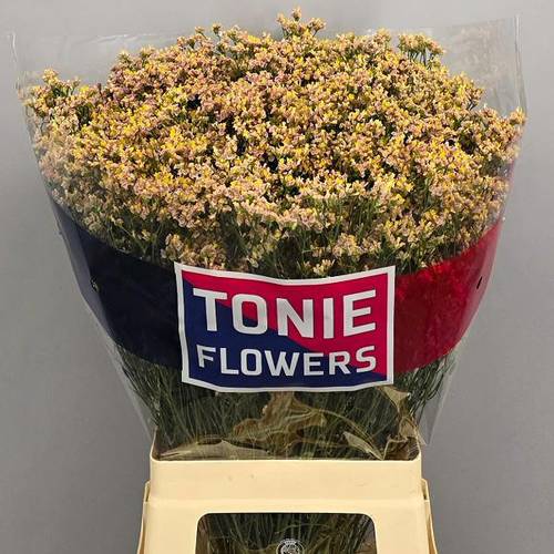 Limonium apricot Nectarine 25Gramm 65cm