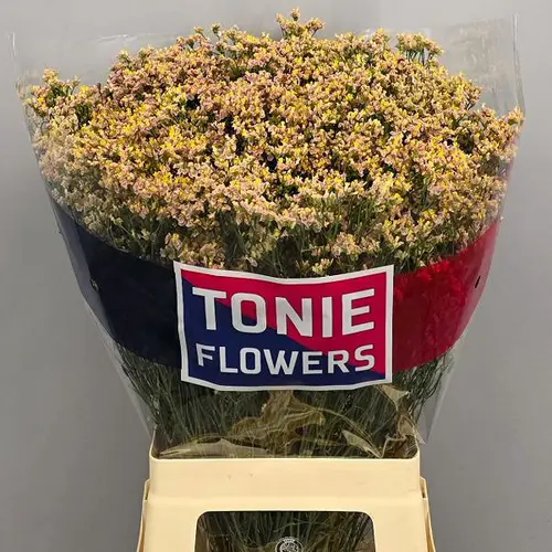 Limonium apricot Nectarine 25Gramm 65cm