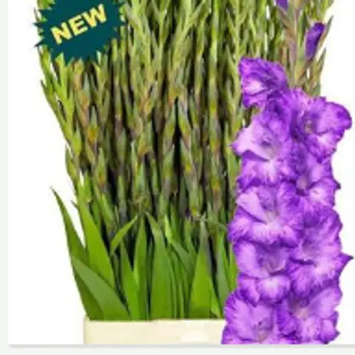 Gladiole lila Musa Milka 95cm