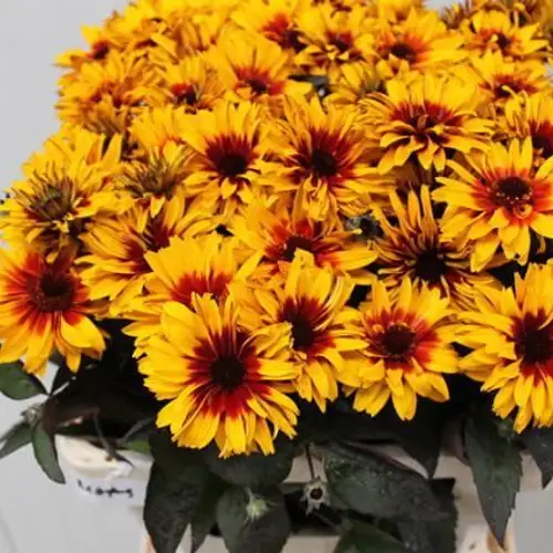 Heliopsis gelb/ror Yellow Spider