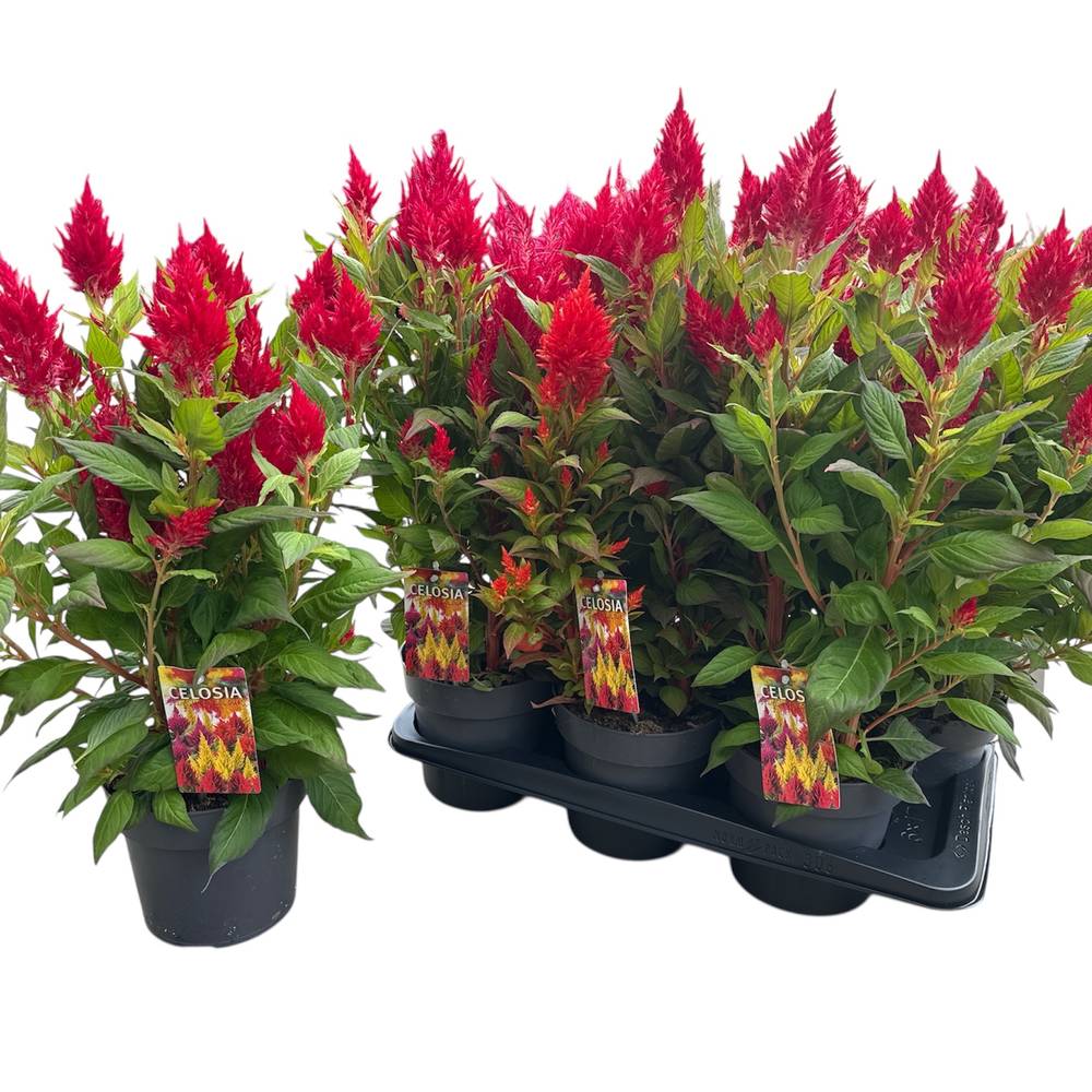 Celosia rot T17 H040