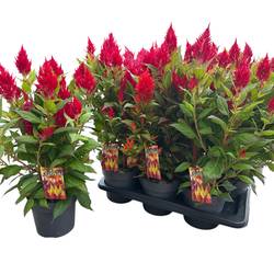 Celosia rot T17 H040