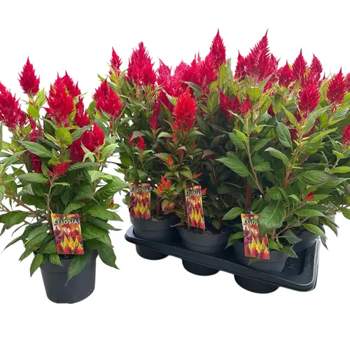 Celosia rot T17 H040