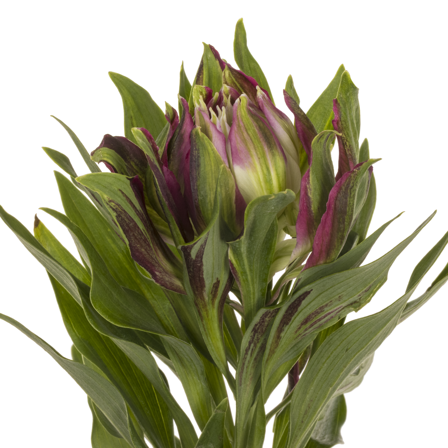 Alstroemerie lila astronova libra 60 gramm