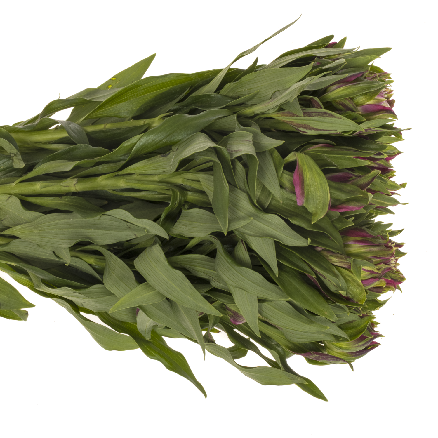 Alstroemerie lila astronova libra 60 gramm