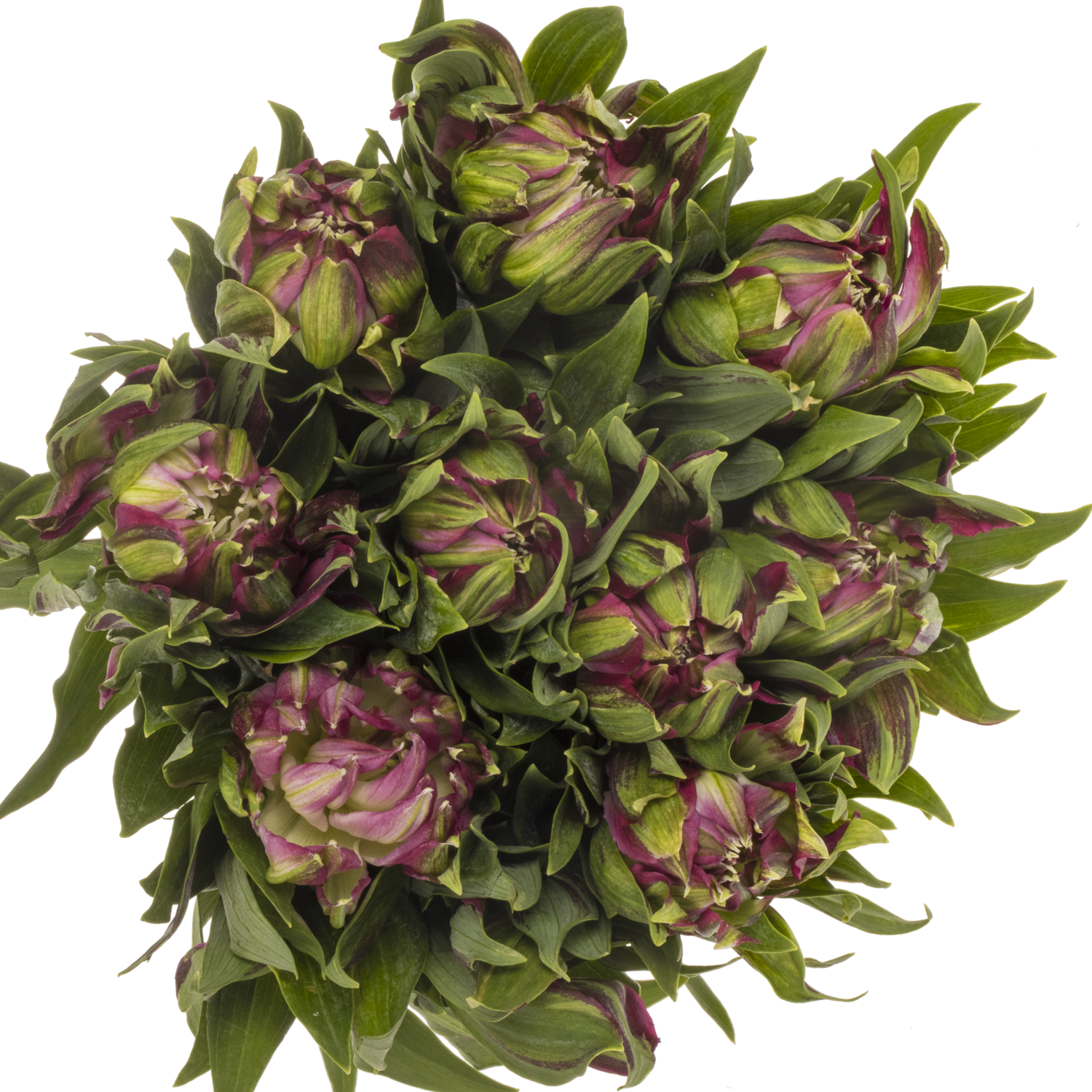 Alstroemerie lila astronova libra 60 gramm