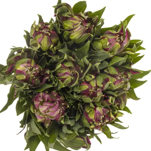 Alstroemerie lila astronova libra 60 gramm