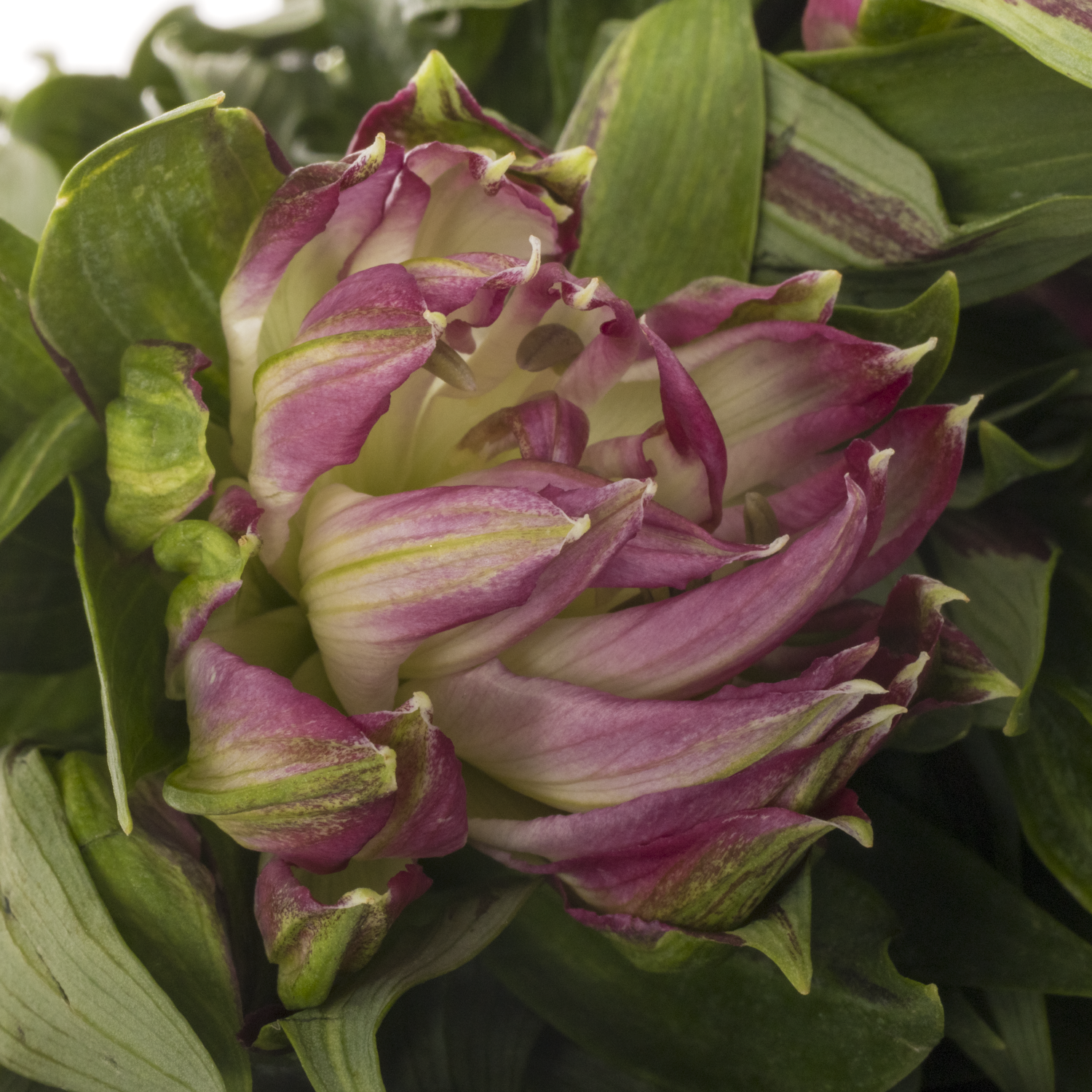 Alstroemerie lila astronova libra 60 gramm