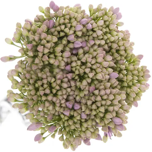 Allium rosa Mittel 55cm