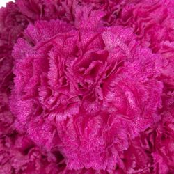 Nelke lila Purple Pixel 70cm