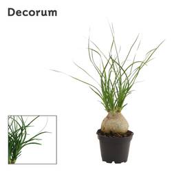 Beaucarnea Knoll Mini T06 H020