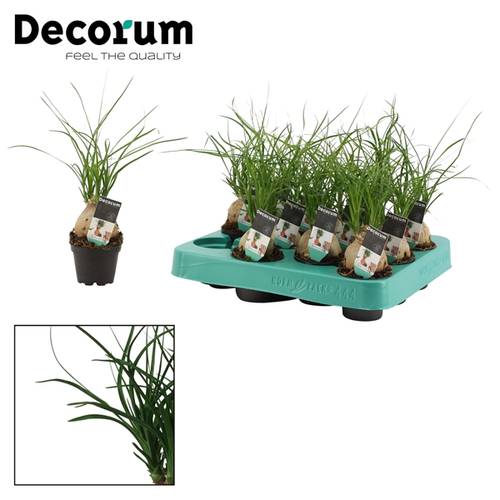 Beaucarnea Knoll Mini T6 H20