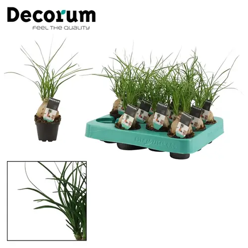 Beaucarnea Knoll Mini T6 H20