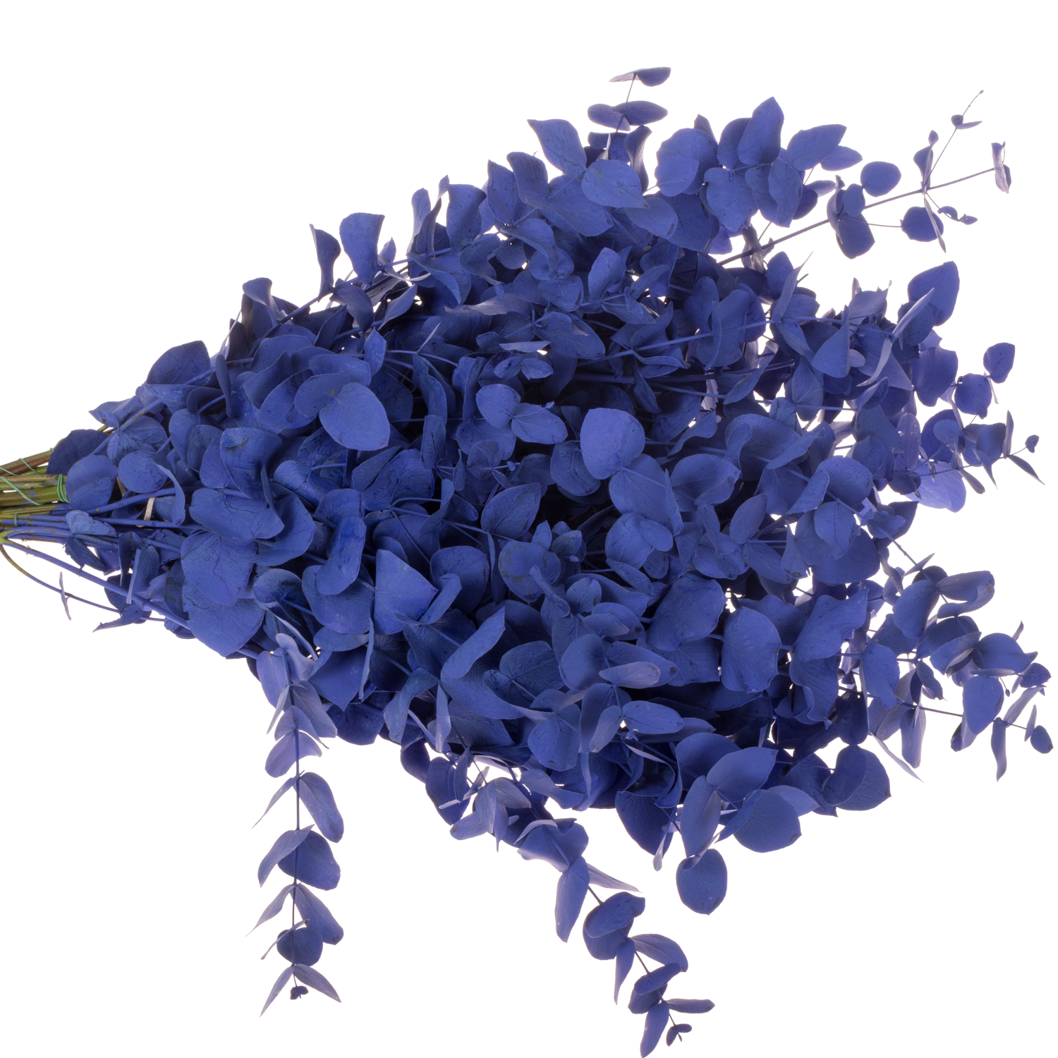 Populus blau gefärbt Cinerea 200 Gramm 65cm