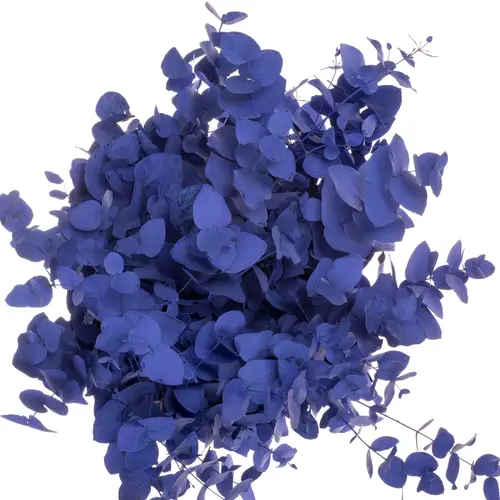 Populus blau gefärbt Cinerea 200 Gramm 65cm