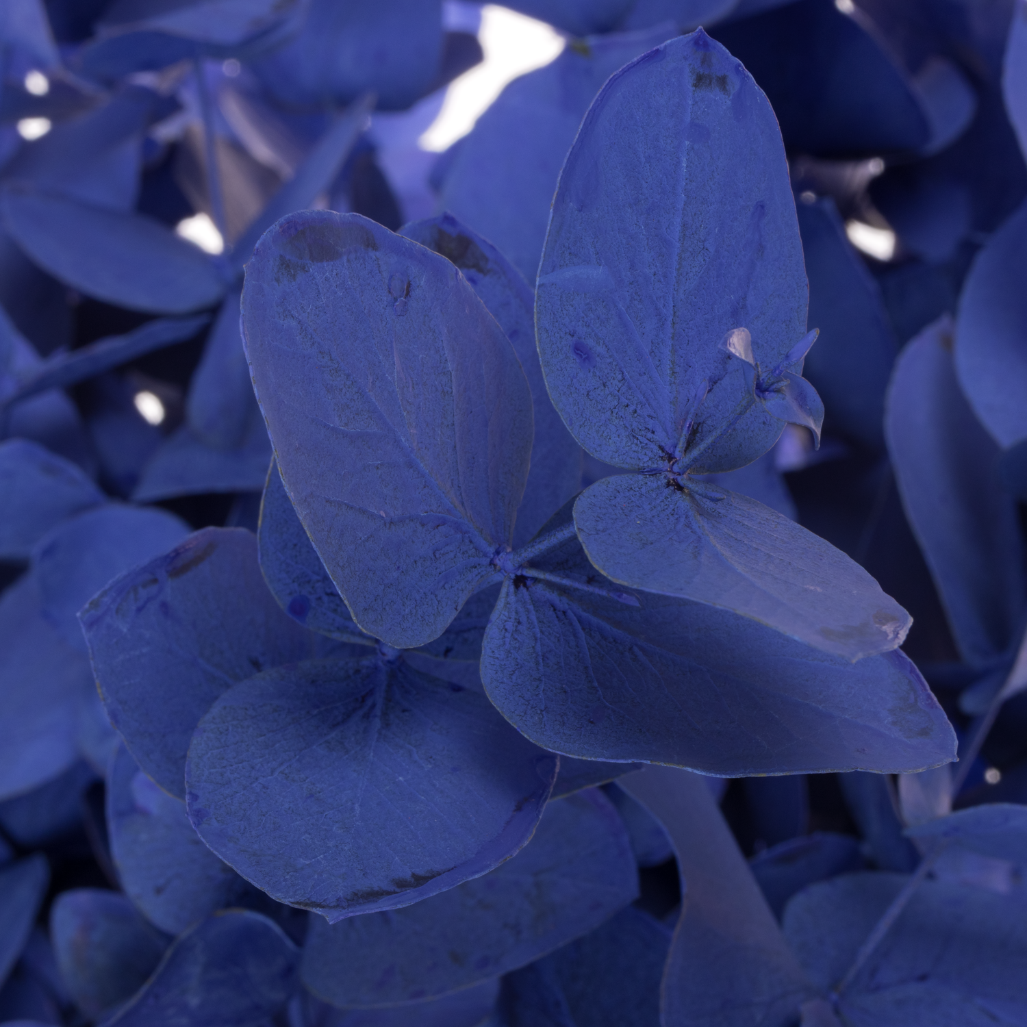 Populus blau gefärbt Cinerea 200 Gramm 65cm