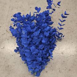 Populus blau gefärbt Cinerea 200 Gramm 65cm