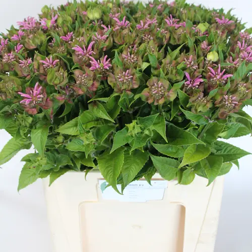 Monarda lila Beauty of Cobham 60cm