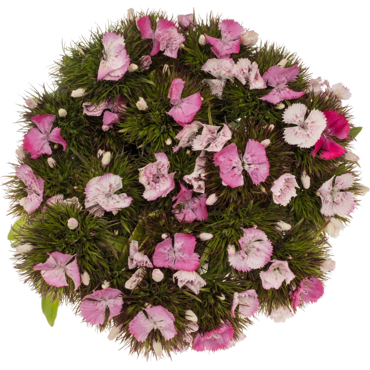 Bartnelke rosa Sweet magic 45cm