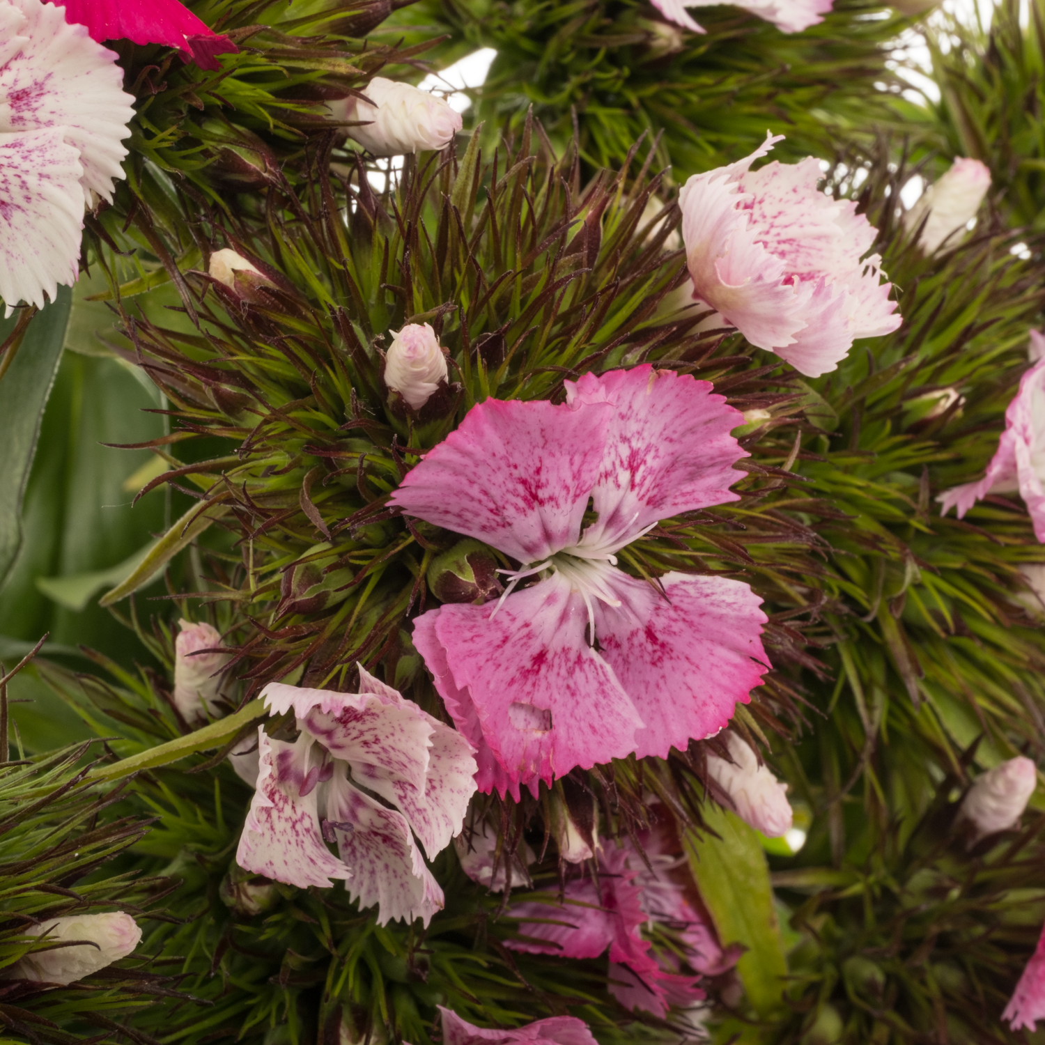 Bartnelke rosa Sweet magic 45cm