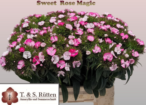 Bartnelke rosa Sweet magic 45cm