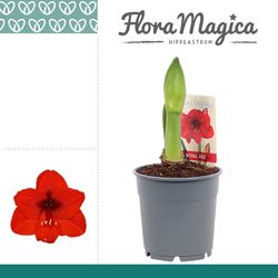 Amar.1er Royal rot T12 H20 112196RD